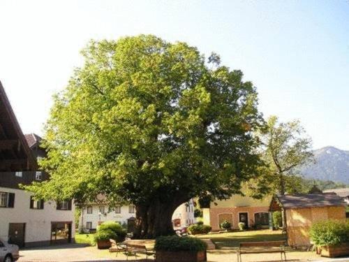 Pension Schierl Hotel Faistenau Exterior photo